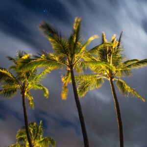 Palm trees in a tropical cloudy night. Original public domain image from Wikimedia Commons