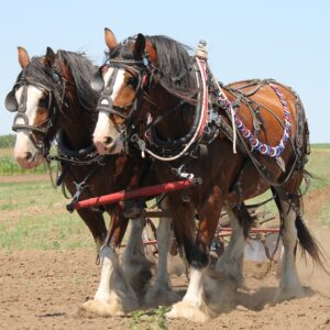 Free Clydesdale horses running on track image, public domain animal CC0 photo.

More:

 View public domain image source here