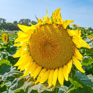 Beautiful yellow sunflower. Original public domain image from Flickr