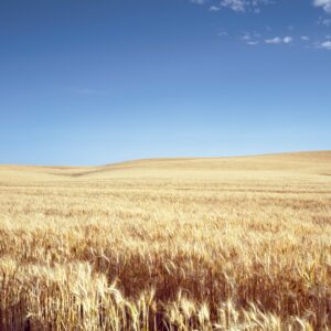 Classic Kansas field of waving wheat. Original image from Carol M. Highsmiths America, Library of Congress collection. Digitally enhanced by rawpixel.