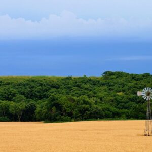 A windmill in a wheat field on the bicycle rides across Kansas